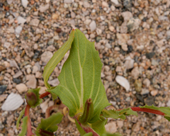 Oenothera coquimbensis