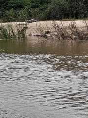 Caiman crocodilus crocodilus