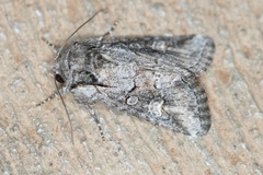 Lacinipolia rodora