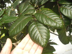 Alectryon excelsus grandis