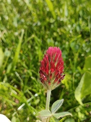Trifolium incarnatum