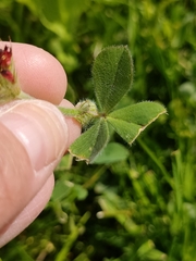 Trifolium incarnatum