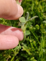 Trifolium incarnatum