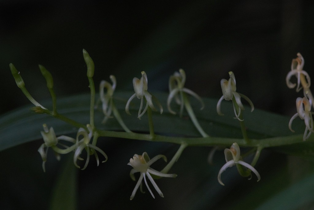 Liparis fleckeri