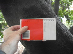 Alectryon excelsus grandis