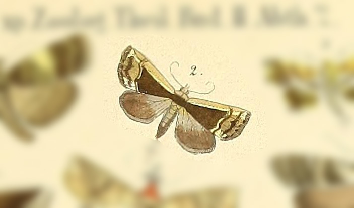 Abacena discalis