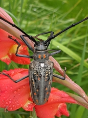 Batocera