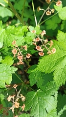 Ribes