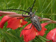 Batocera