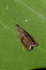 Dichrorampha plumbana