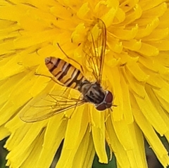 Episyrphus balteatus