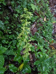 Habenaria floribunda