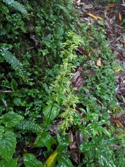 Habenaria floribunda