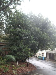 Alectryon excelsus grandis