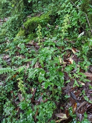 Habenaria floribunda