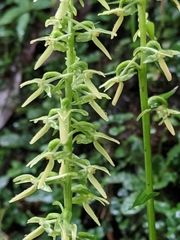 Habenaria floribunda