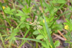 Scirpus atrovirens