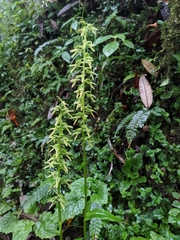 Habenaria floribunda