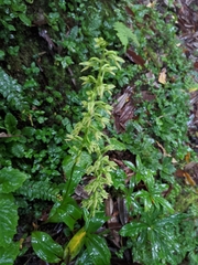 Habenaria floribunda