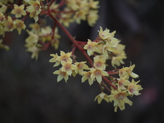 Sterculia villosa