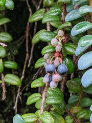 Vaccinium nummularia