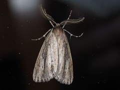 Chlenias belophora