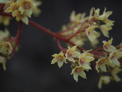 Sterculia villosa