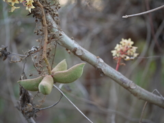 Sterculia villosa