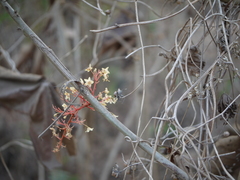 Sterculia villosa