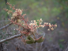 Sterculia villosa