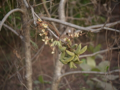 Sterculia villosa