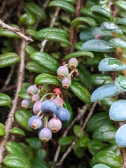 Vaccinium nummularia