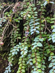 Vaccinium nummularia