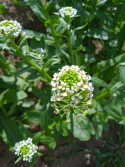Thlaspi arvense