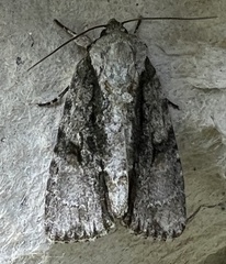 Acronicta connecta