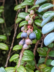 Vaccinium nummularia