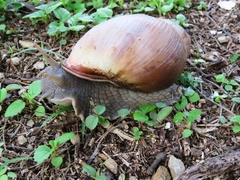 Megalobulimus oblongus