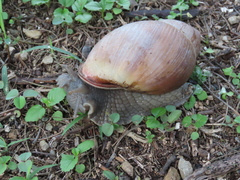 Megalobulimus oblongus