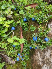 Gaultheria trichophylla