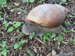 Megalobulimus oblongus