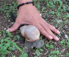 Megalobulimus oblongus