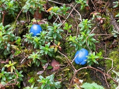 Gaultheria trichophylla