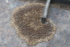 Xanthoparmelia pulla