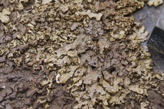 Xanthoparmelia pulla