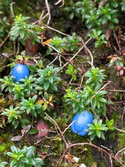 Gaultheria trichophylla
