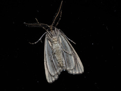 Chlenias belophora