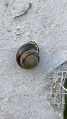 Cepaea nemoralis