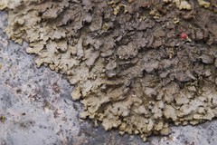 Xanthoparmelia pulla