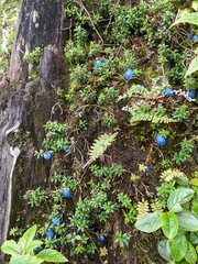 Gaultheria trichophylla