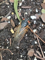 Magicicada septendecim